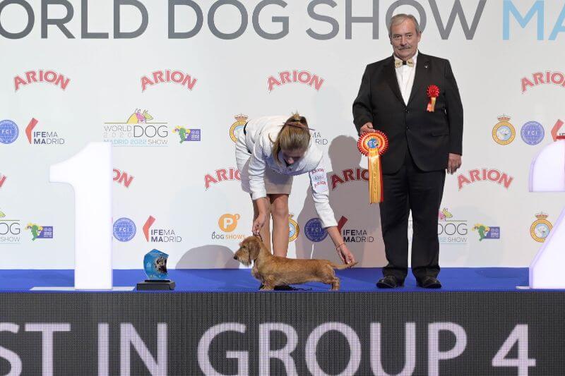 World Dog Show 2020 Madrid - Almarxils Tuatara (Miniature Dachshund - Wirehaired)