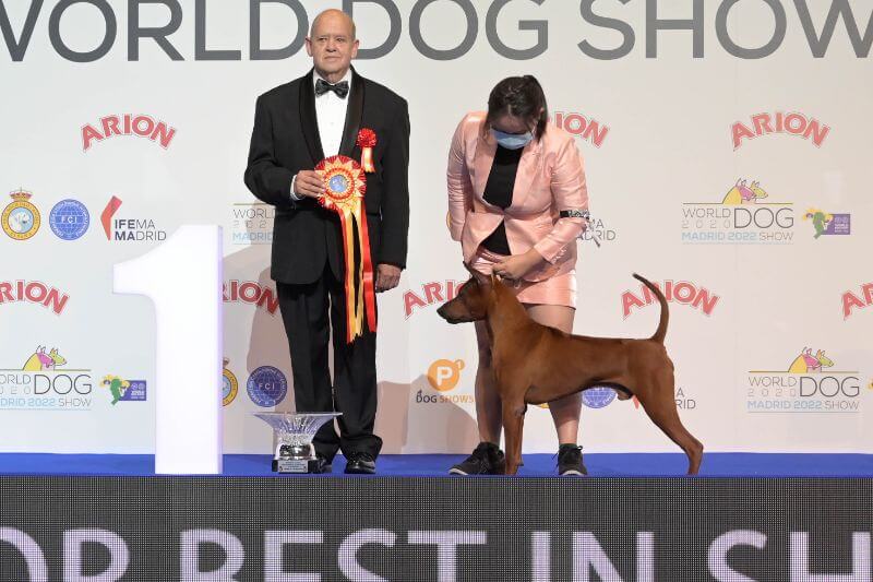 World Dog Show 2020 Madrid - Junior BIS: Grand Angkor’s The Unanimous By Amara (Thai Ridgeback Dog)