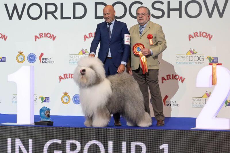 World Dog Show 2020 Madrid - Bottom Shaker The Greatest Picture (Old English Sheepdog)