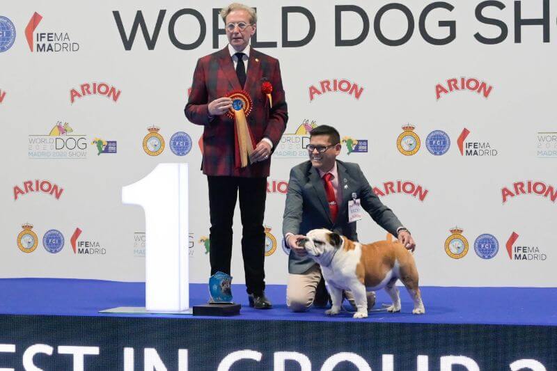 World Dog Show 2020 Madrid - Amen Ra Palo Seco (Bulldog)