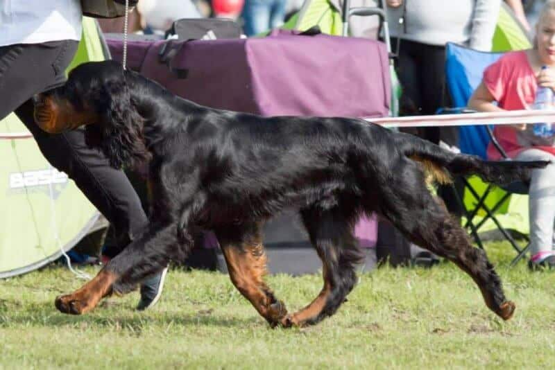 Gordon Setter moving on the grass, image is showcasing dog's gait in the dog show ring