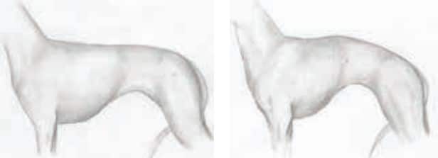 Left: When the loin area is longer, as in this illustration, the topline tends to flatten out. right: The ribcage is short and the loin is long, causing the high point of the curve (although it is at the start of the loin) to appear to be in the middle of the dog’s back and higher than the withers.