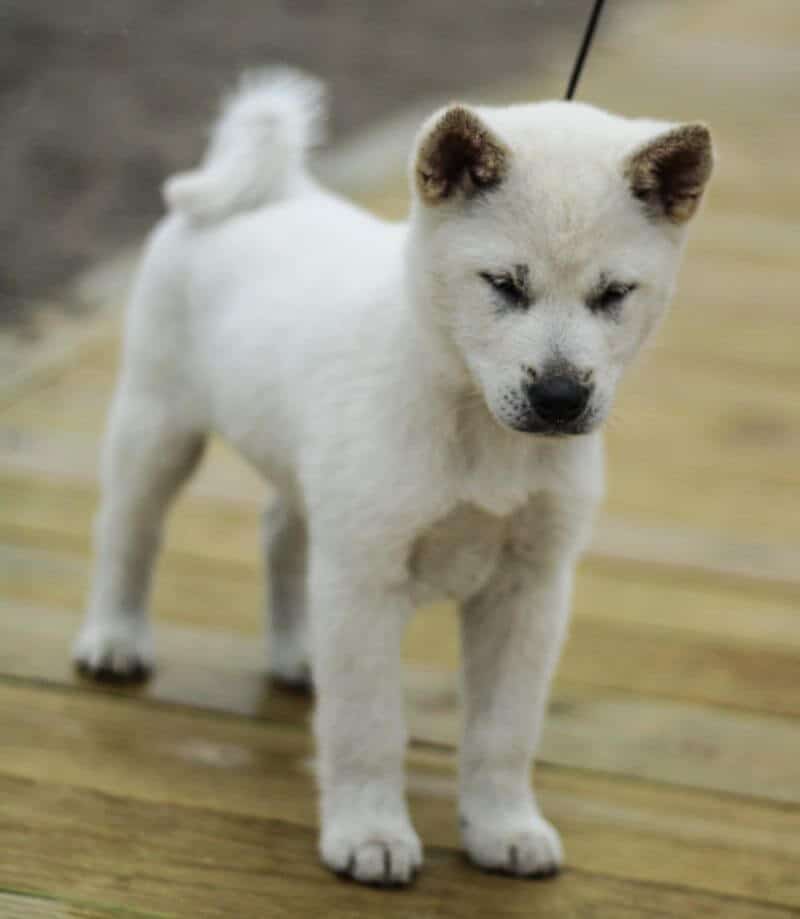 white Kishu Ken puppy standing 