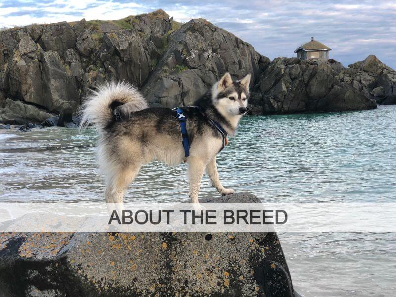 Alaskan Klee Kai dog standing on a rock