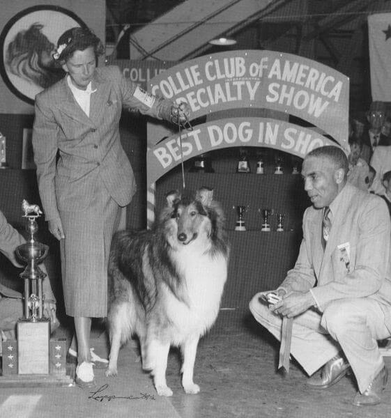 1949 Collie Club of America National Specialty in California - Dr. James McCain awarding Best of Breed to Ch. Hazeljanes Bright Future, owned by Hazel Ward. Dr. McCain drew an entry of 247 Collies, the largest ever at that time, and Doc was the only judge.