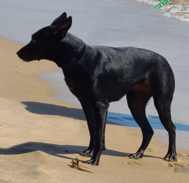 black Carolina Dog standing on a beach