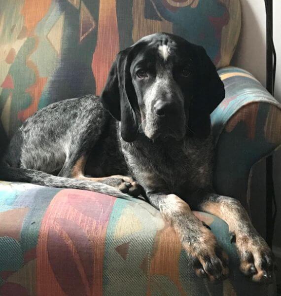 Bluetick Coonhound dog laying on the sofa