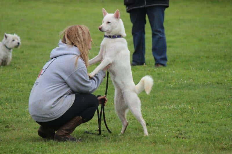 Dog standing on two legs leaning on its owner