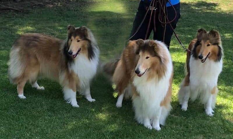 Gayle Kaye with her 3 collie dogs outside in a park
