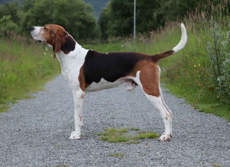 Dog eligible to compete in coonhound performance events Nite Hunts, Bench Shows, Field Trials & Water Races, Treeing Walker Coonhound standing on the road