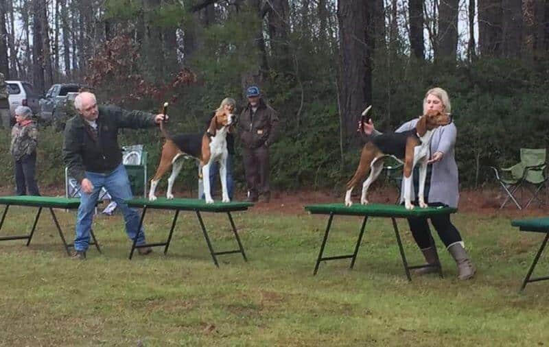 Coonhound Bench Shows