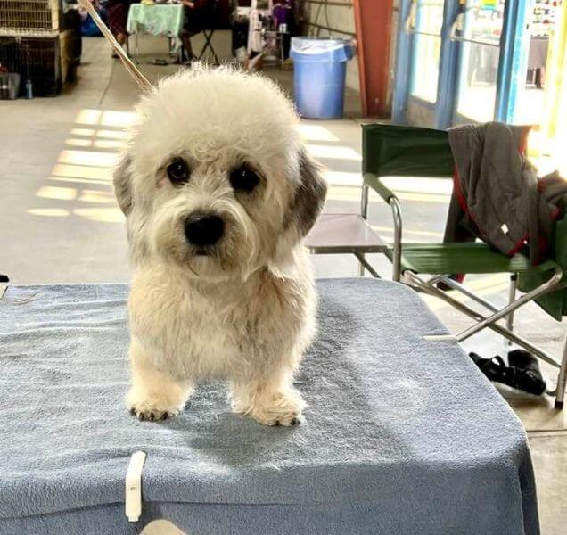 Betty-Anne Stenmark's Dandie Dinmont Terrier standing on a table at a dog show