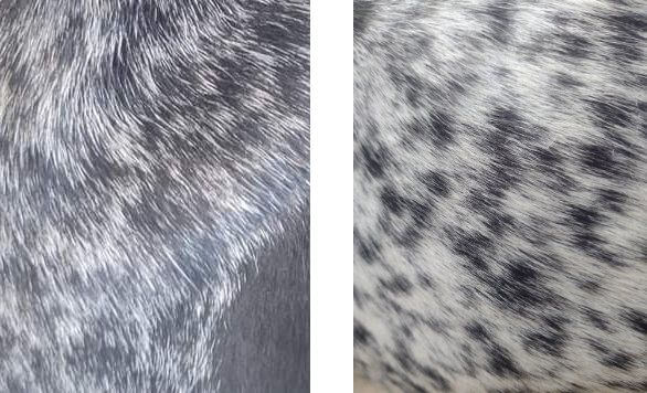 Left: Blue Ticking on a Bluetick Coonhound - Right: Blue Ticking on an American English Coonhound