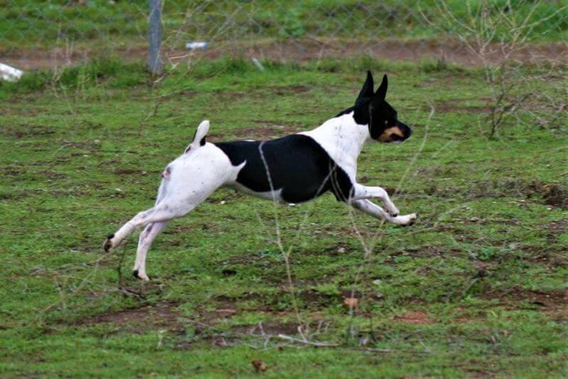 Rat Terrier running on the grass