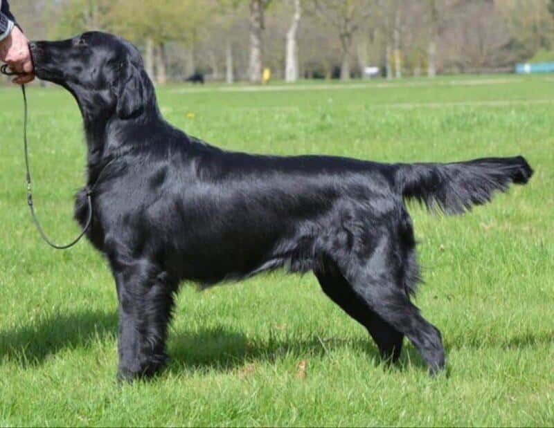 This photo of a young dog shows the proper Flat-Coated Retriever standing silhouette