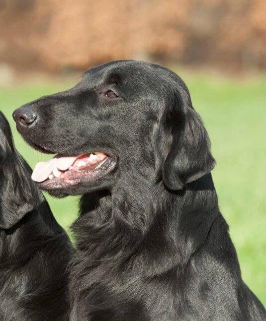 Flat Coated-Retriever's head side photo: Ears are at eye level when the dog is relaxed. Head molding is easily seen.
