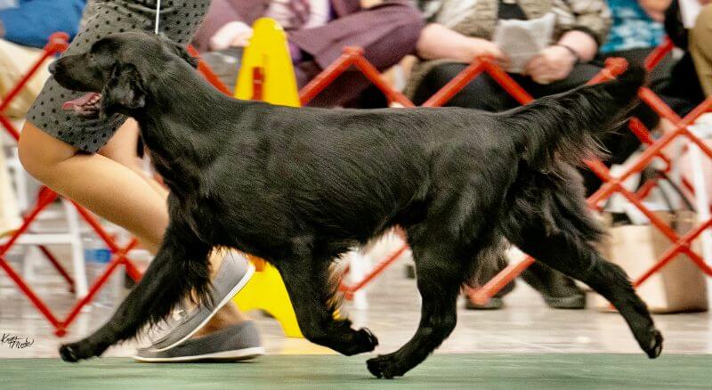 Picture of a Flat-Coated Retriever showcasing movement in the dog show ring