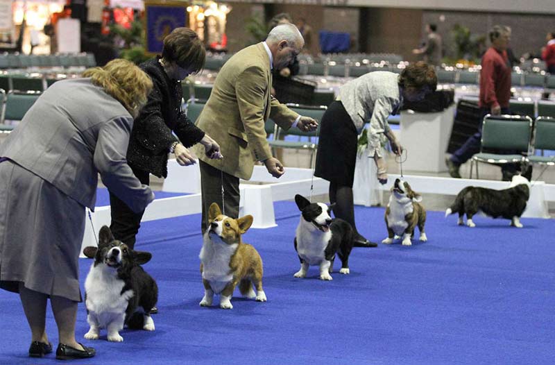 what are the dog show categories