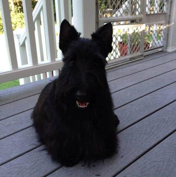 Black Cesky Terrier sitting on a porch