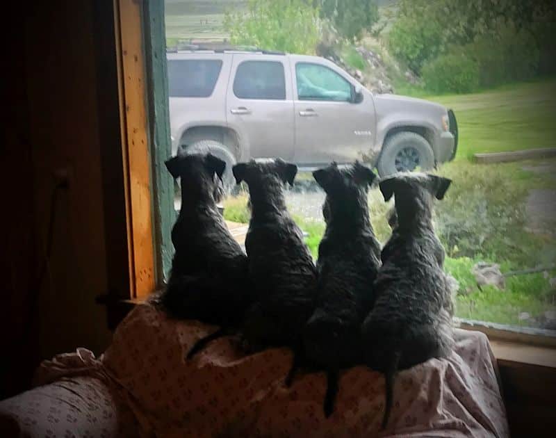 Cesky Terriers sitting on top of the sofa, looking outside the window