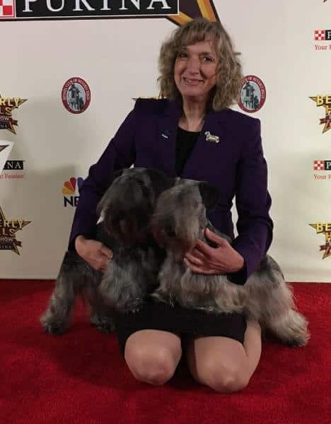 Julie Gritten with her Julerr Cesky Terriers