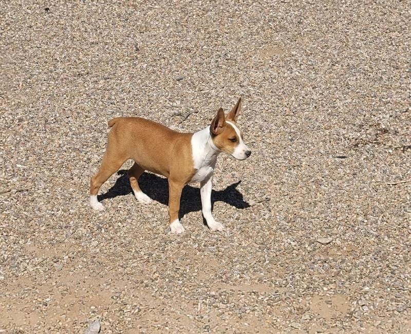 Rat Terrier puppy standing outside on the sand