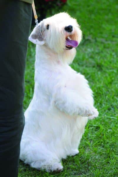 The Sealyham Terrier is a low entry breed that frequently stands out from the more popular breeds. Photo by Dan Sayers