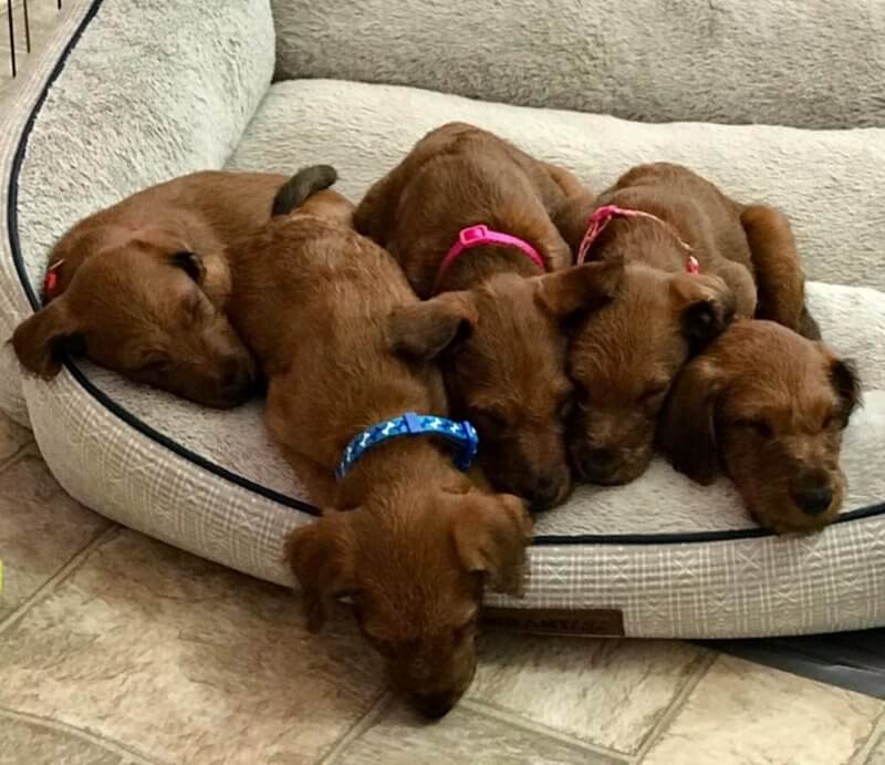 Irish Terriers puppies sleeping