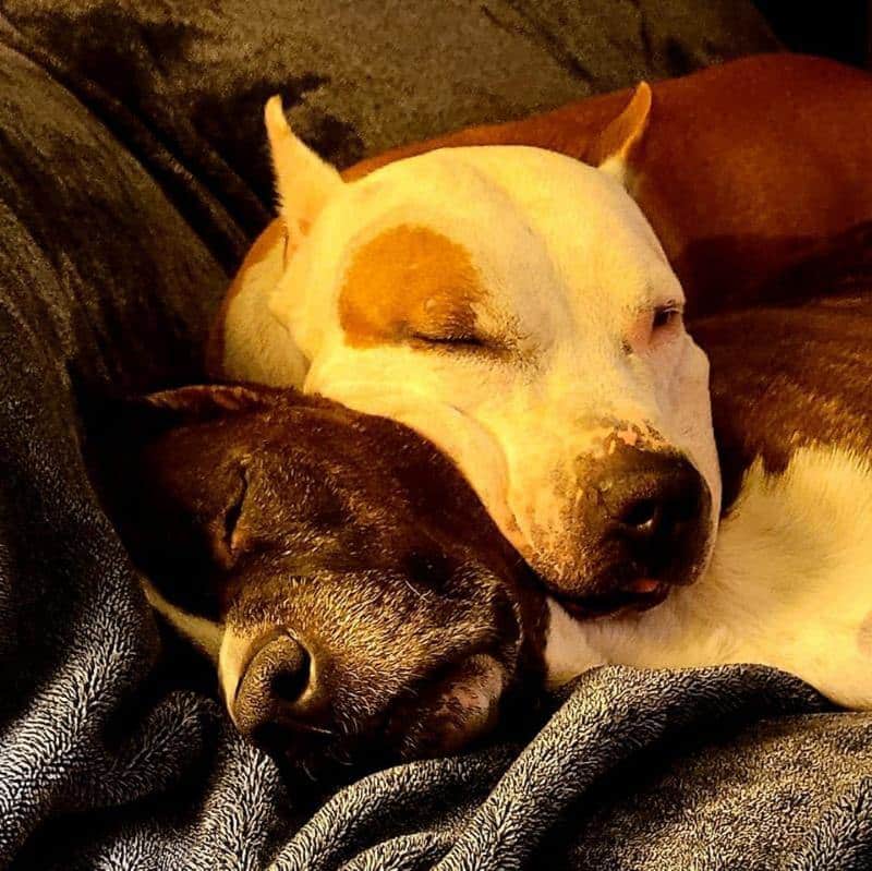 Sunset American Staffordshire Terriers