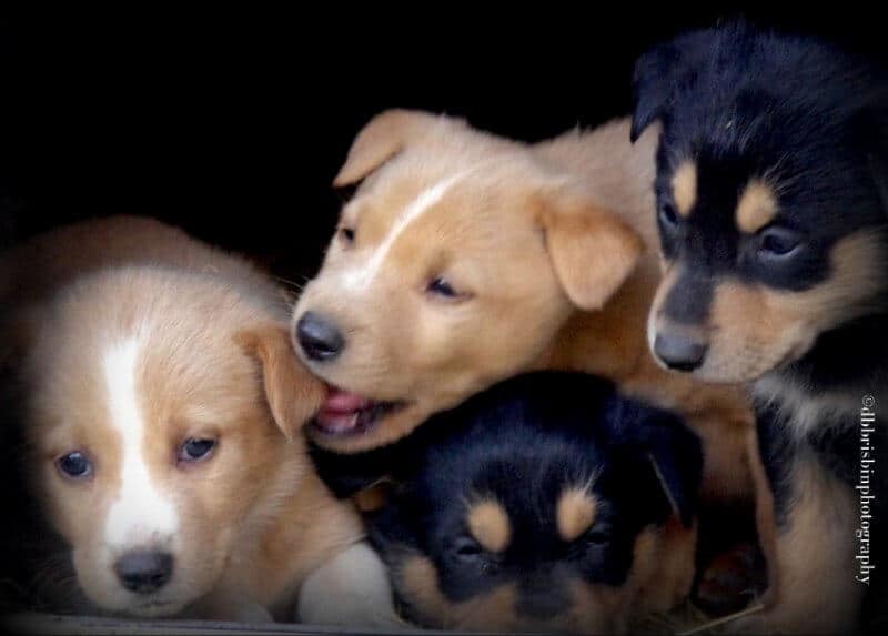 Carolina Dog puppies