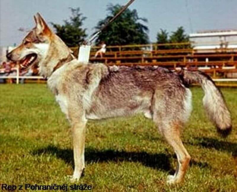 Czechoslovakian Vlcak dog