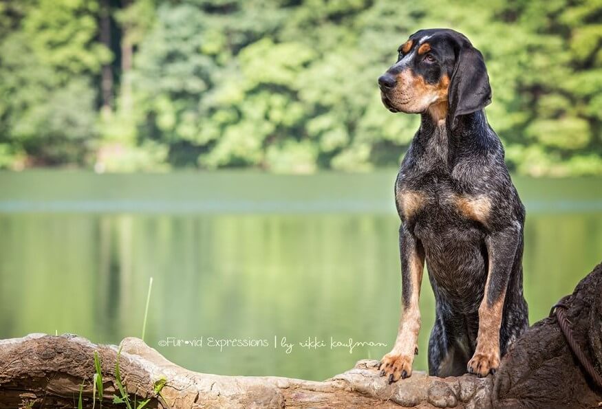 Dog eligible to compete in coonhound performance events Nite Hunts, Bench Shows, Field Trials & Water Races, Bluetick Coonhound dog leaning on a tree