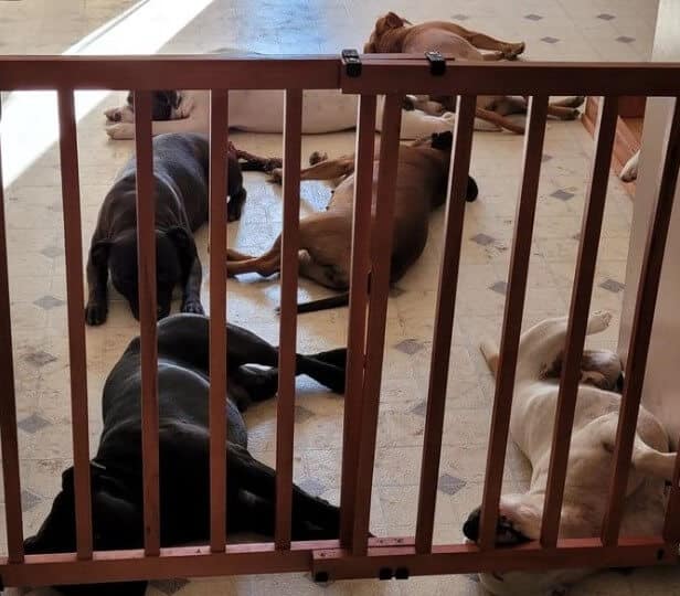 Sandra Mendoza's kennel facility showcasing Staffordshire Bull Terriers lying on the ground inside the kennel