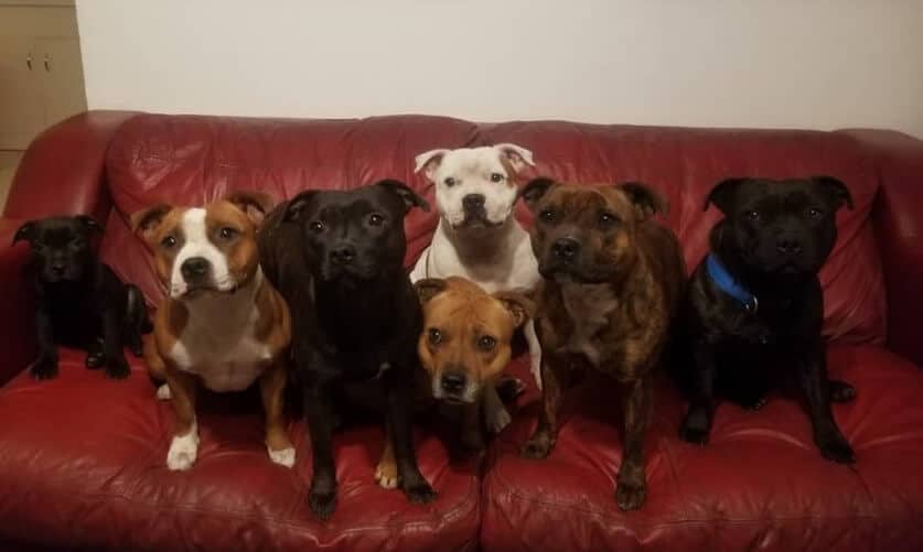 Seven Staffordshire Bull Terriers sitting on a sofa
