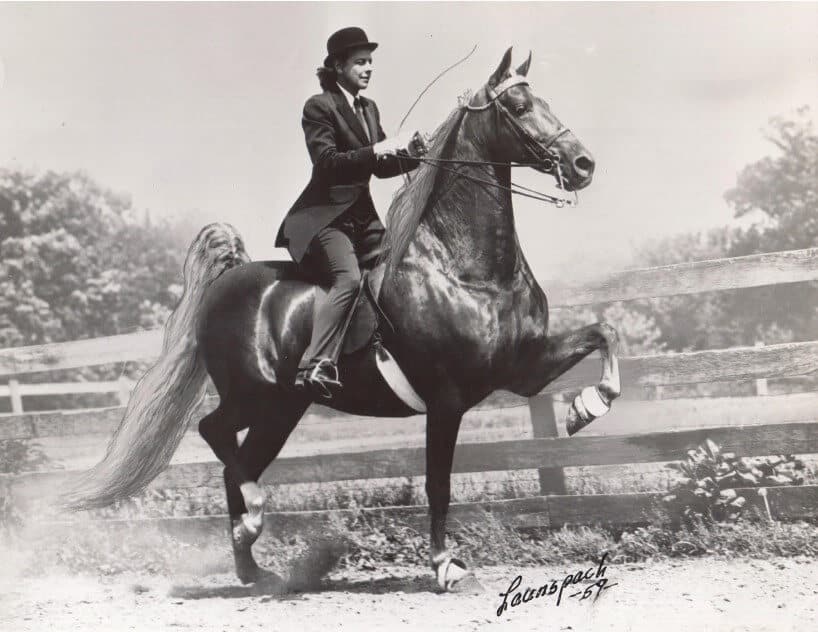 Jane Fahey, top Pug breeder and American Saddlebred trainer, riding Lady Sue McDonald