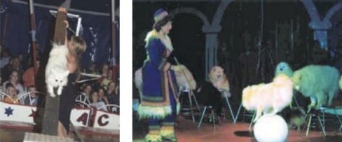 Left: Circus Antoni - Right: Circus Liliput