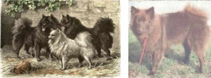 German Spitz in History - Left: The Early Black and White Spitz Very - Right: Old Photo of a Brown Spitz