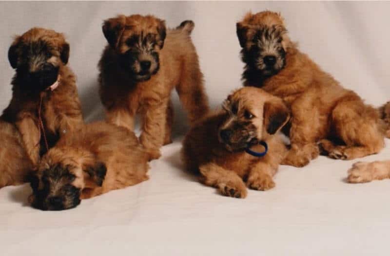 Sonya Urquart - Marquee Soft Coated Wheaten Terriers