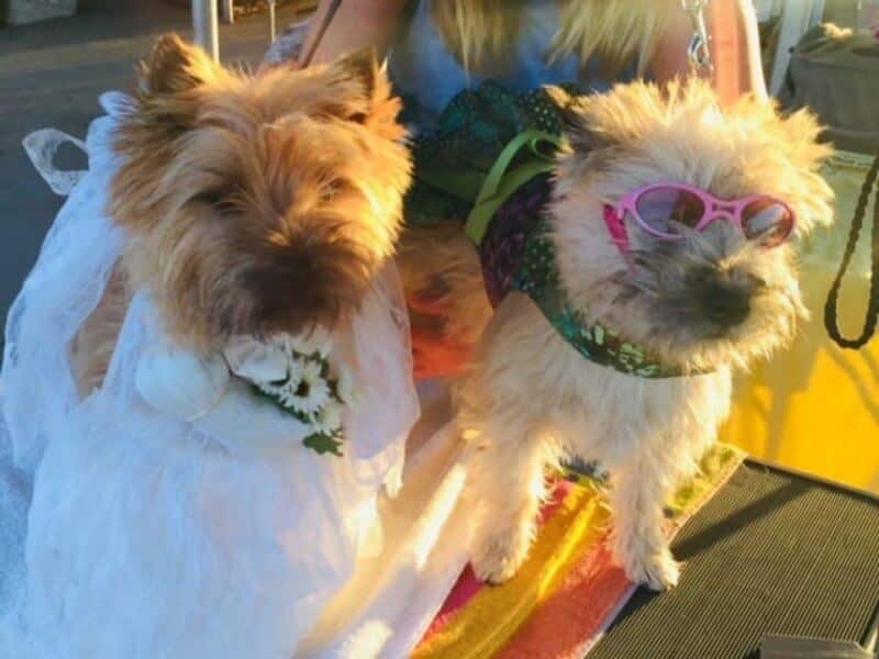 Cairn Terriers dressed up 
