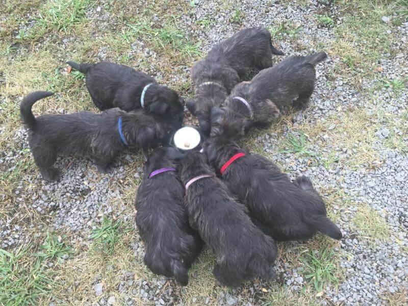 Tipperary Glen of Imaal Terrier puppies