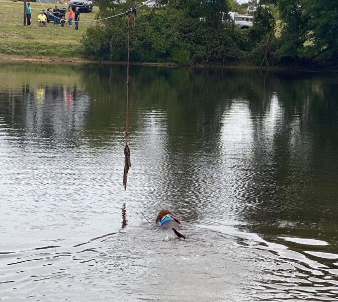 Dog is swimming in a lake for the Coonhound Water Races competition