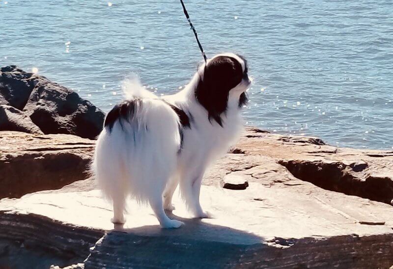 Japanese Chin standing on a rock on beach
