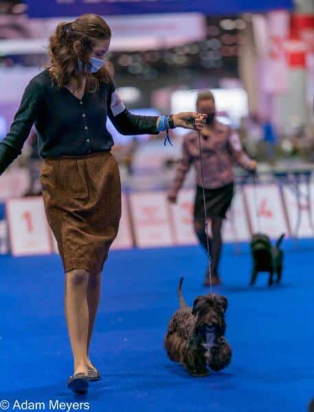 Zena Cummard and her Cesky Terrier in the dog show ring