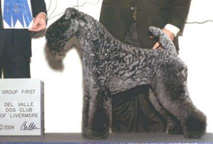 Natalia Samaj Kunze's Kerry Blue Terrier named Aran