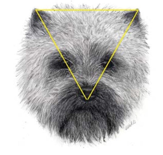 Illustration of Cairn Terrier's head