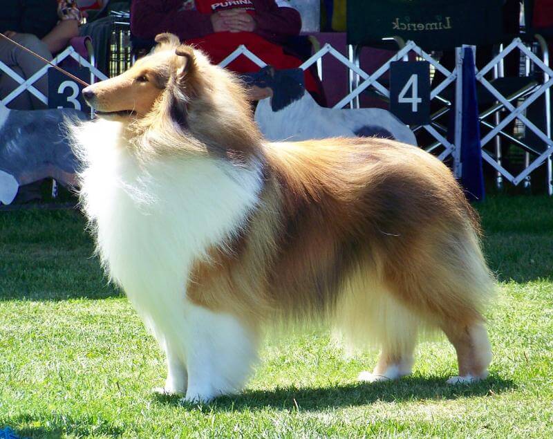 collie at a dog show