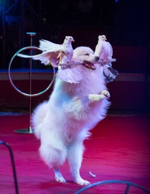 German Spitz dog in the circus: Sirkus Finlandi