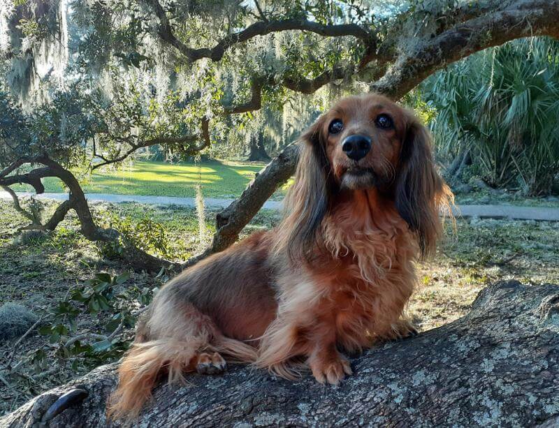 Dachshund dog "gee" sitting on a tree branch