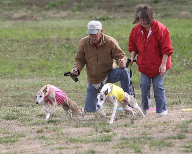 Terry Sayre with 2 whippet dogs lure coursing