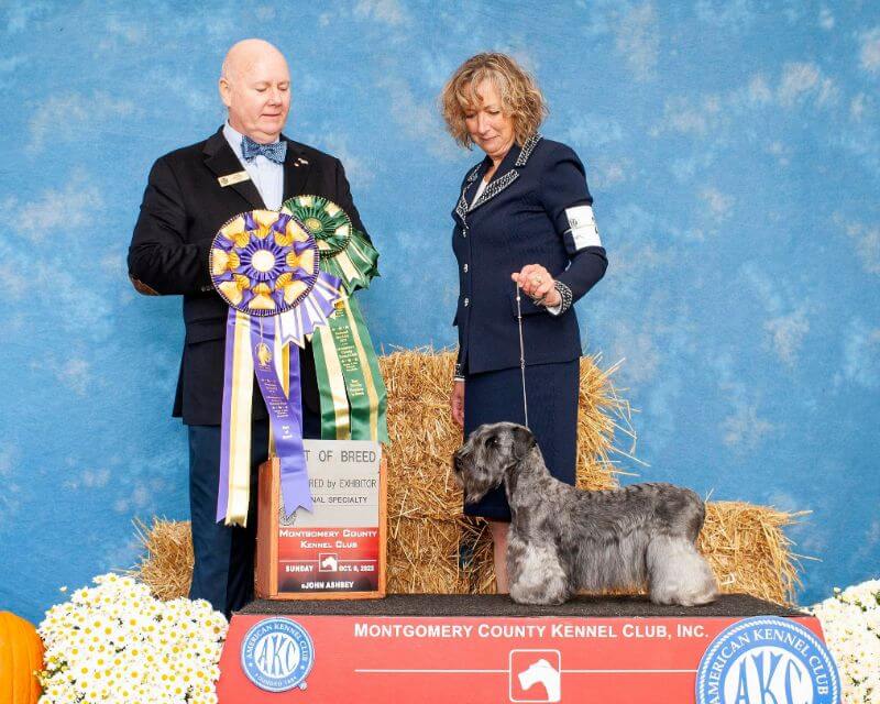 Ch. Julerr Anisette Alegretto RATN FDC wins Best of Breed at Montgomery under Mr. Dann Wilson of Canada. photo by Ashbey